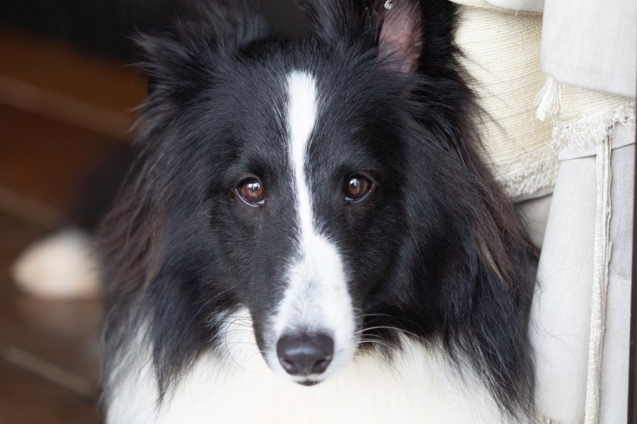 shetland black and white