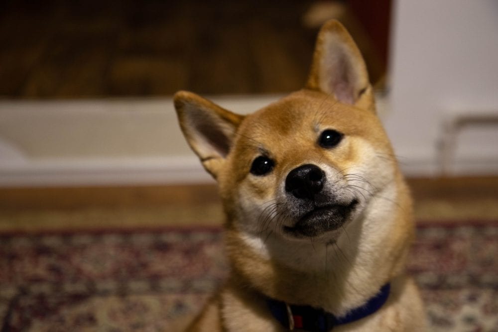 shiba corgi inquisitive