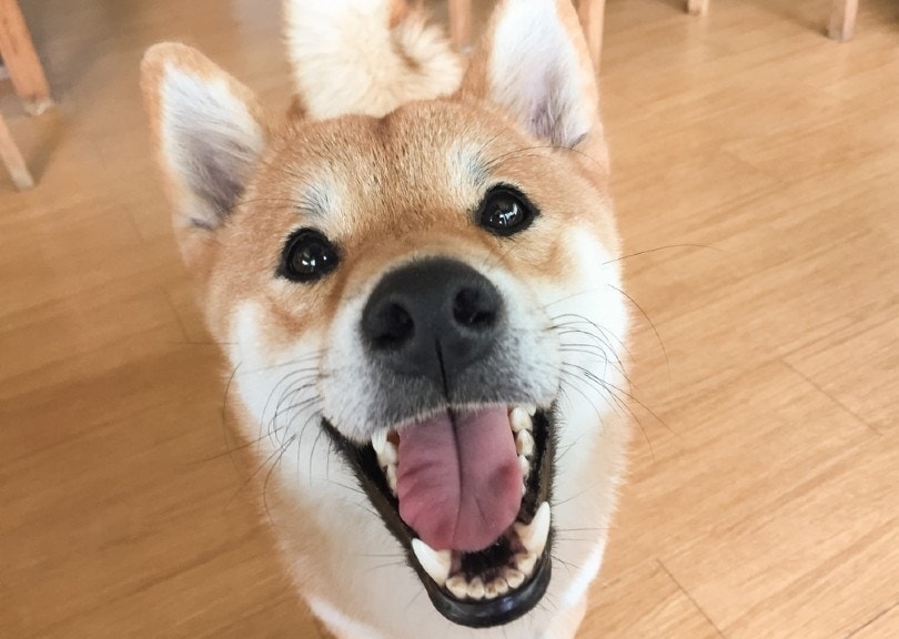 shiba inu dog asking for food