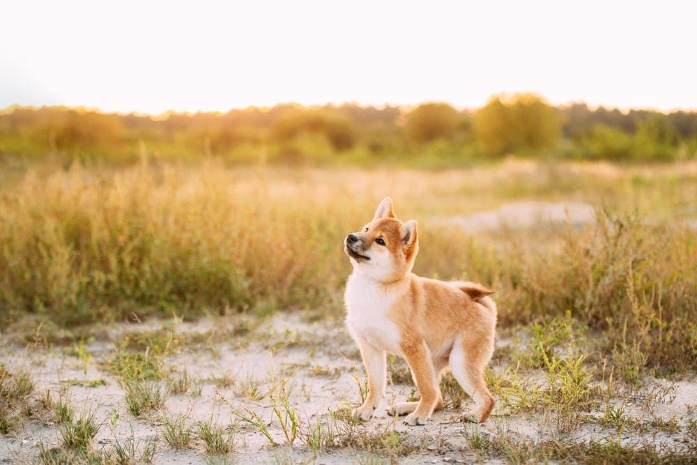 shiba inu in the brush
