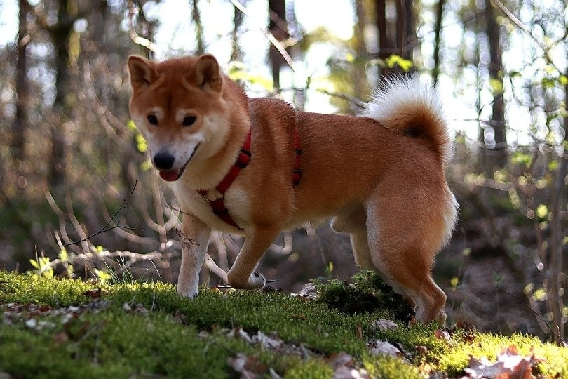 shiba inu on a harness walking in the forest