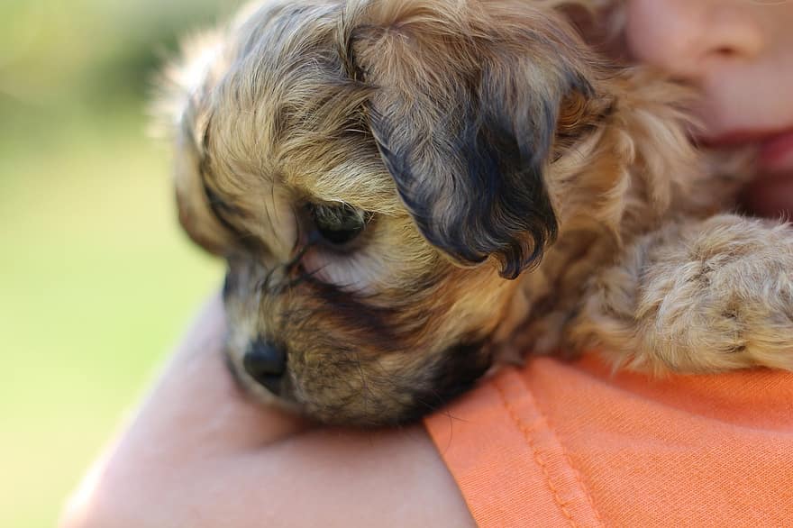 shichon puppy