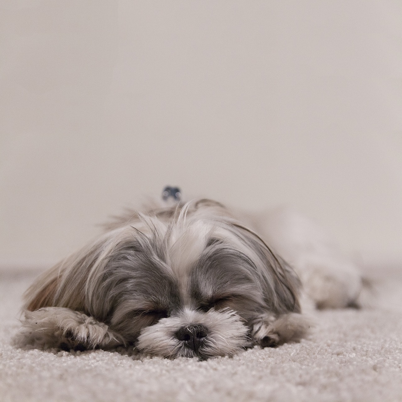 shih tzu sleeping alone