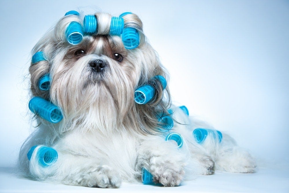 shih tzu with curlers