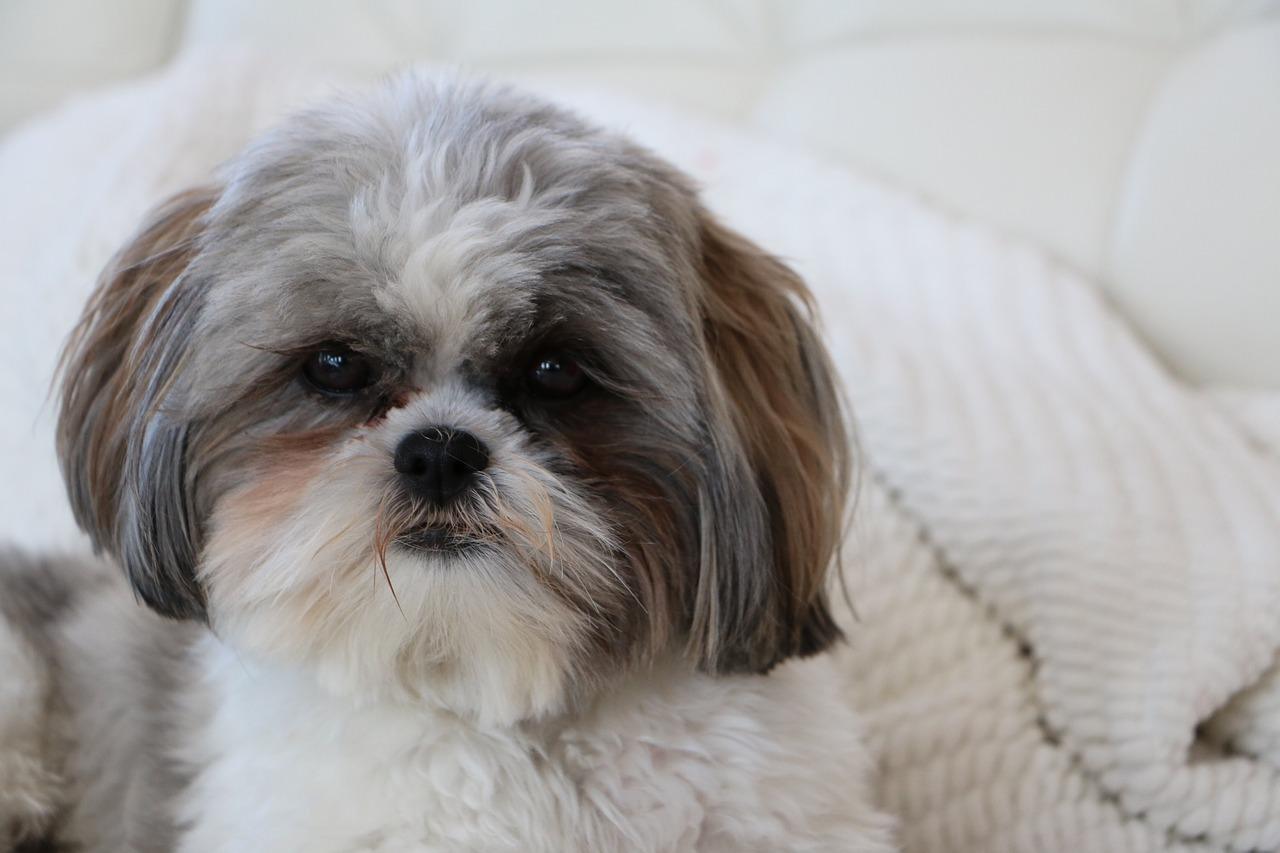 shihtzu on white bed shih tzu