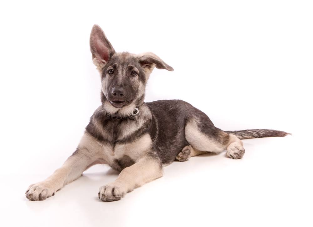 shiloh shepherd puppy
