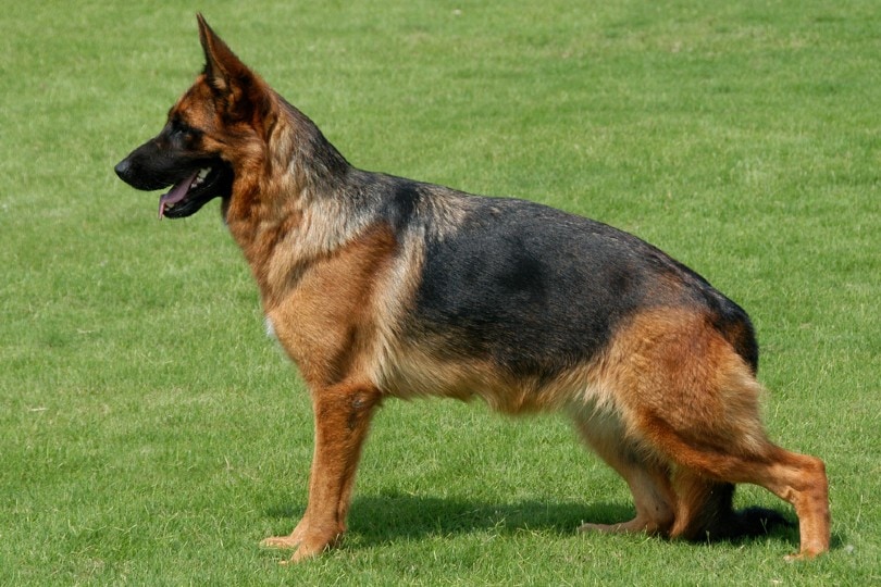 show line german shepherd