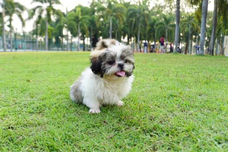 coton tzu running