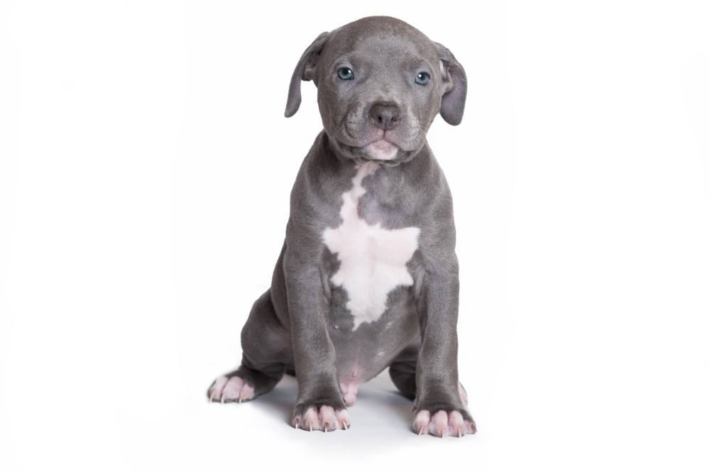 A bullypit puppy