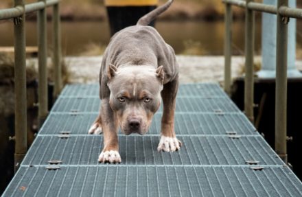 Bullypit (American Bulldog & Pitbull Mix): Info, Pictures, Facts ...