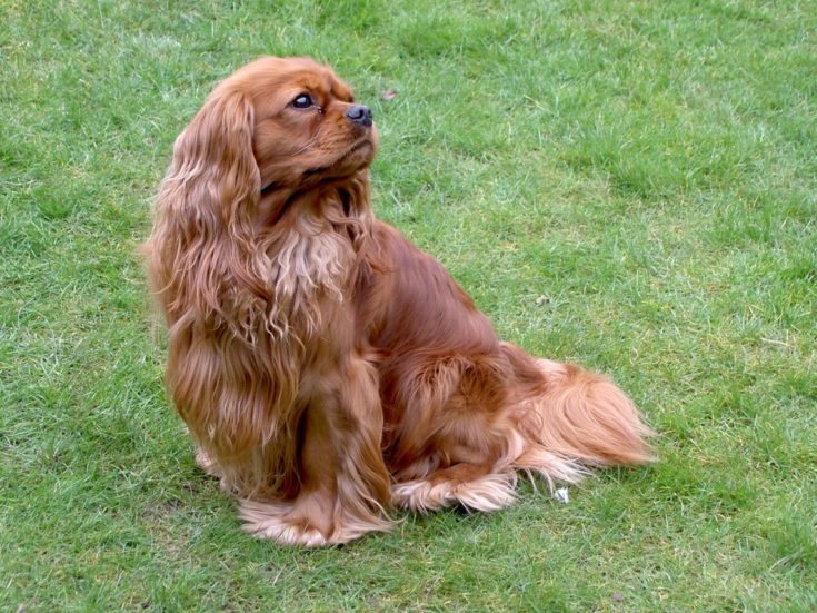 english toy cockerspaniel