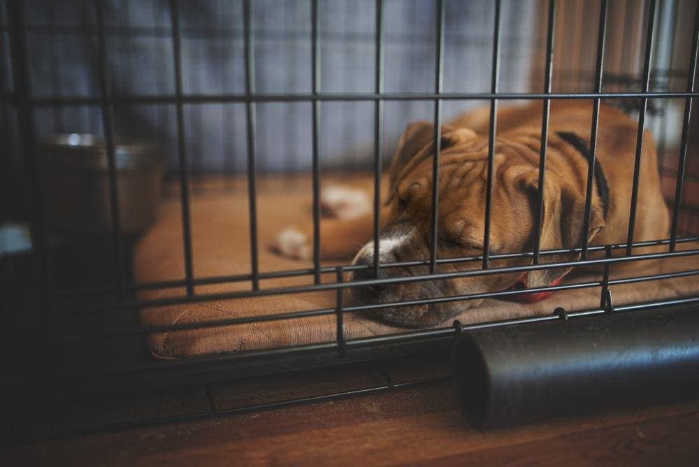 dog in crate