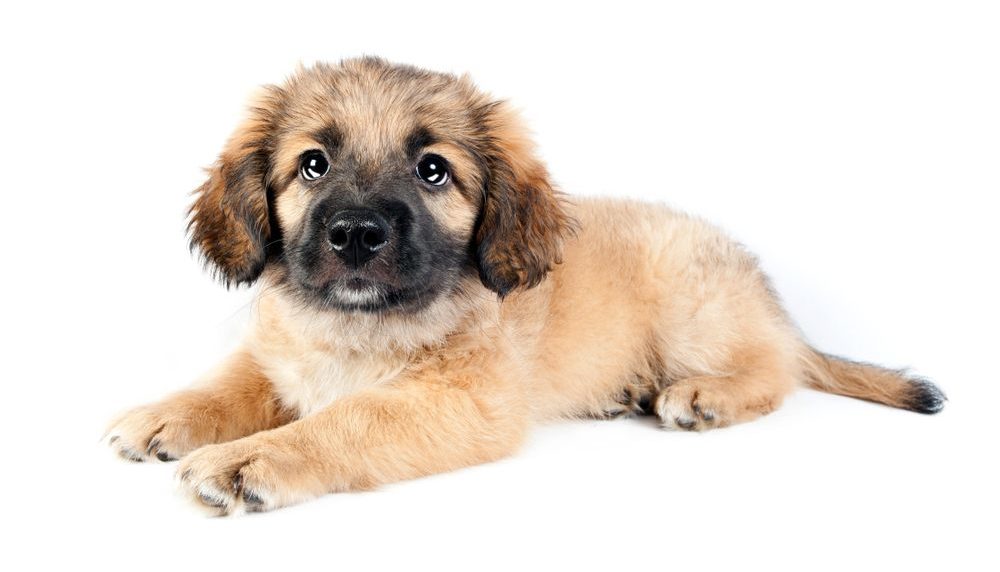 Golden shepherd puppy