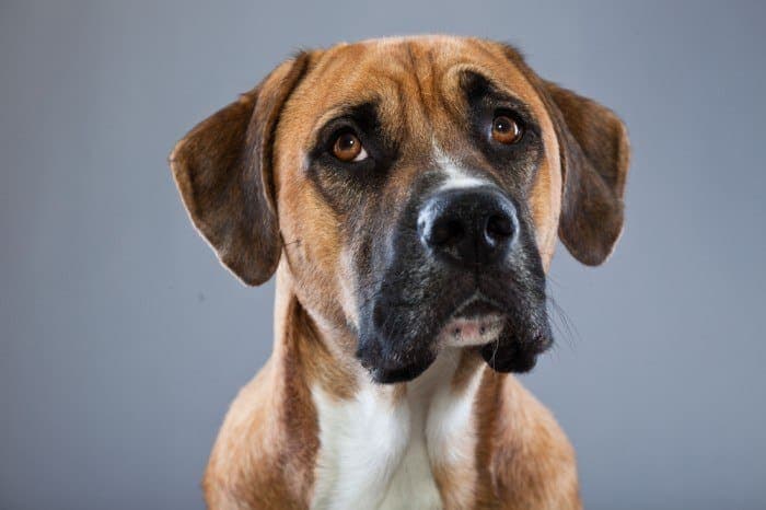 great dane and boxer dog