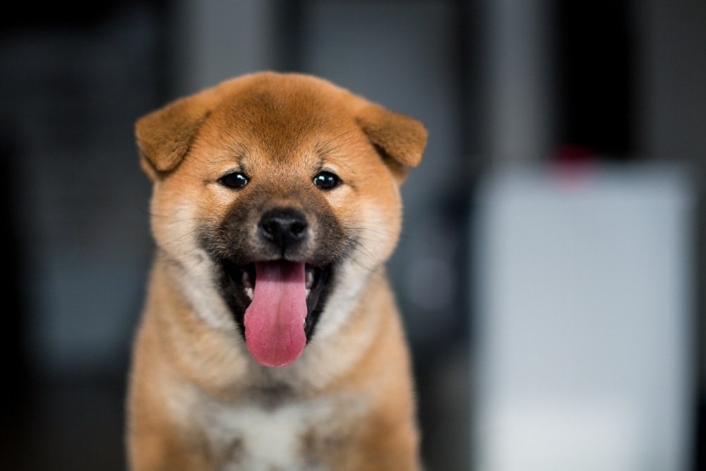 shiba-inu puppy with tounge out