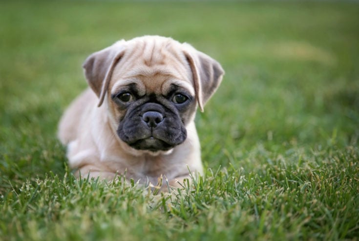 chug puppy