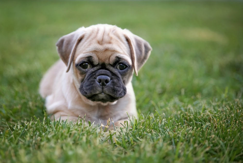 chug puppy