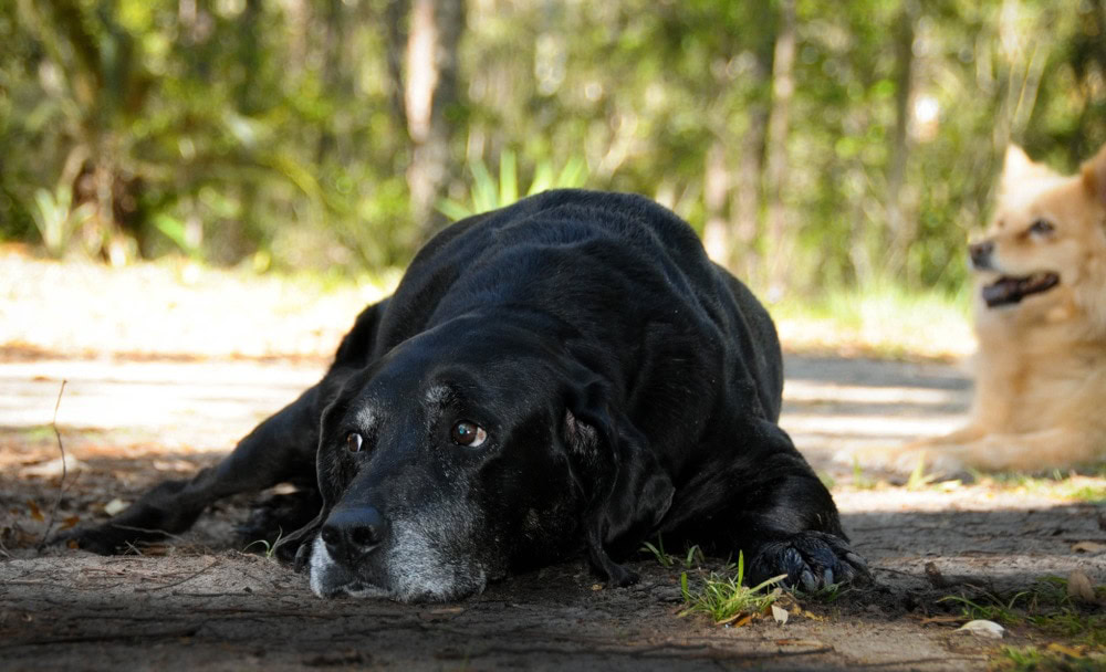 labloodhound