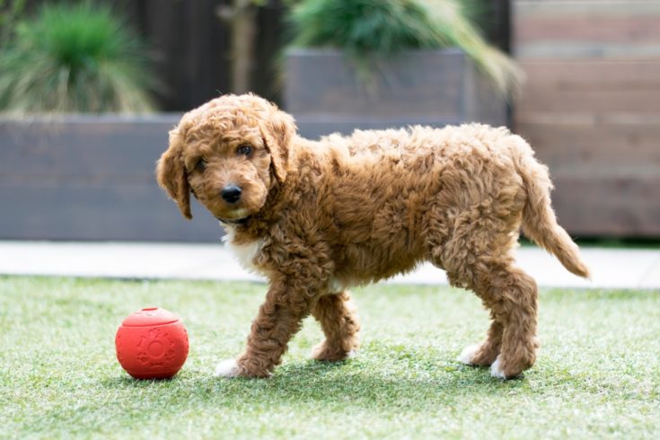 irish doodle with ball