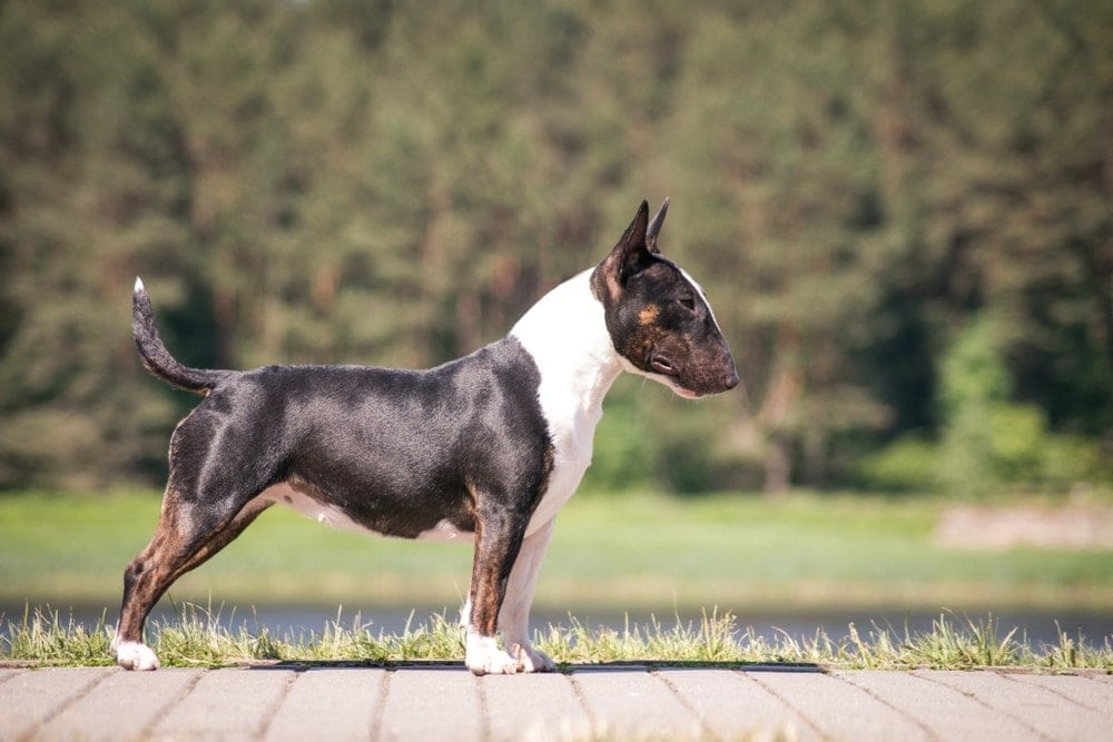 english bull terrier