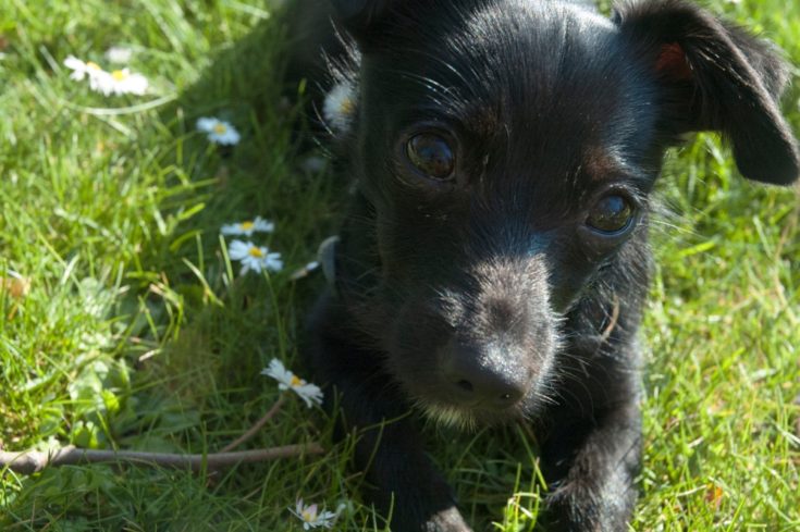 Chipin dog