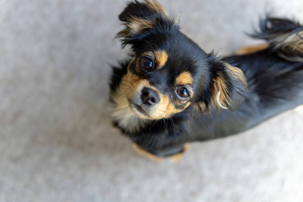 black and tan chi spaniel