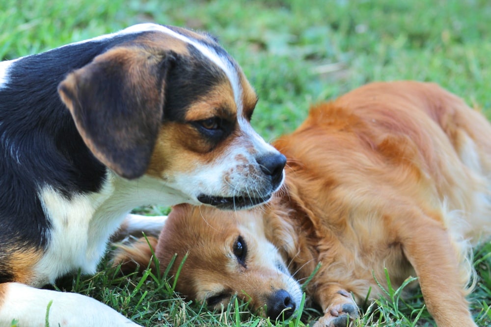 boggle dogs