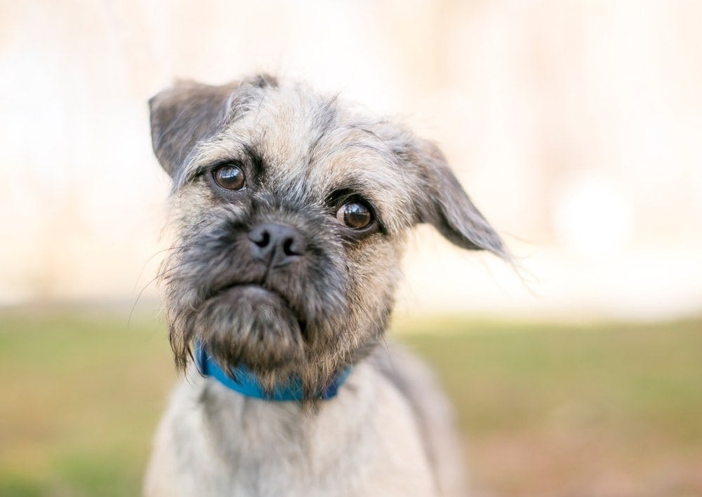 Schnug (Schnauzer x Pug)