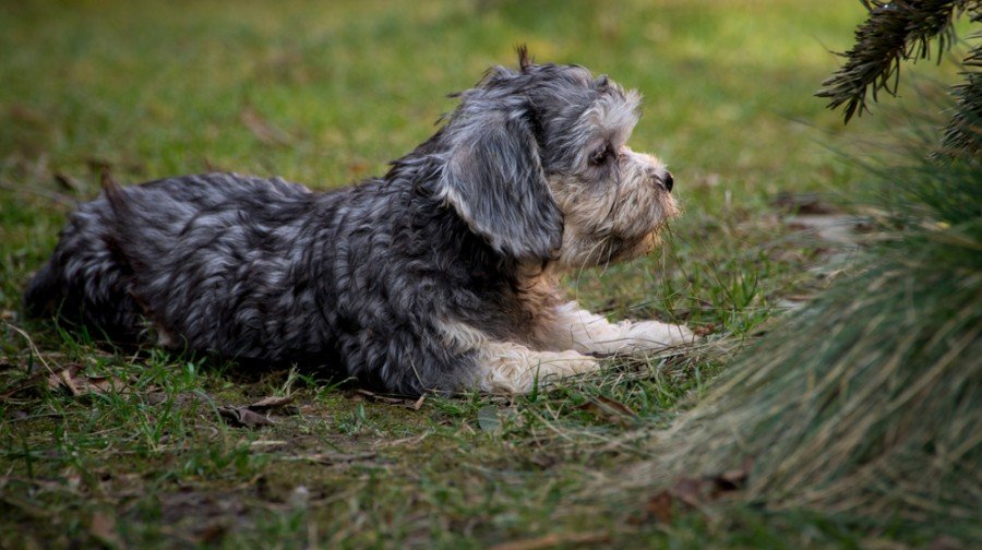 Dandie Dinmont Terrier