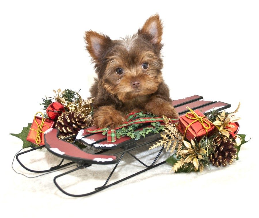 chocolate yorkie