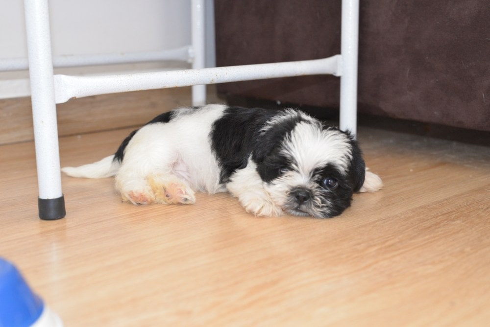 A Pug-Zu Puppy