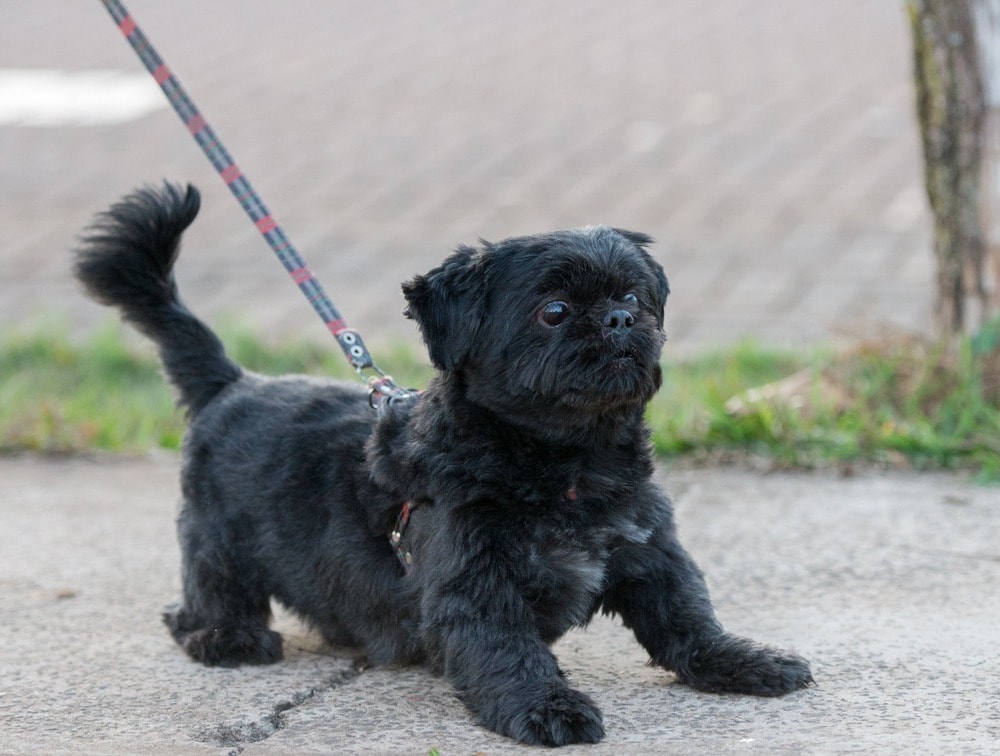 black pug tzu on leash