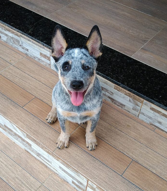 Dalmatian Heeler puppy
