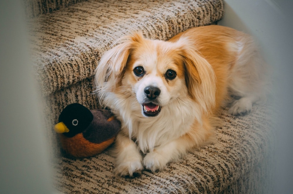 chi-spaniel on stairs