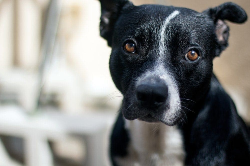 border collie pitbull