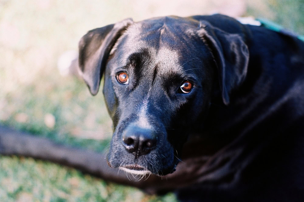 black boxador 