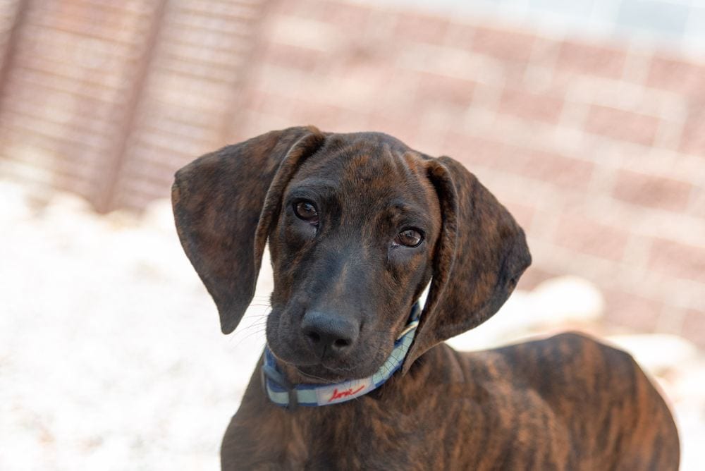 plott hound puppy