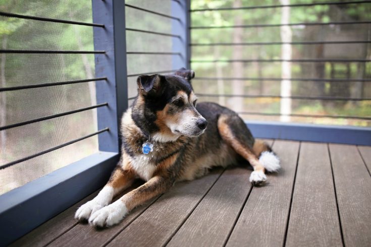 shollie sitting on porch