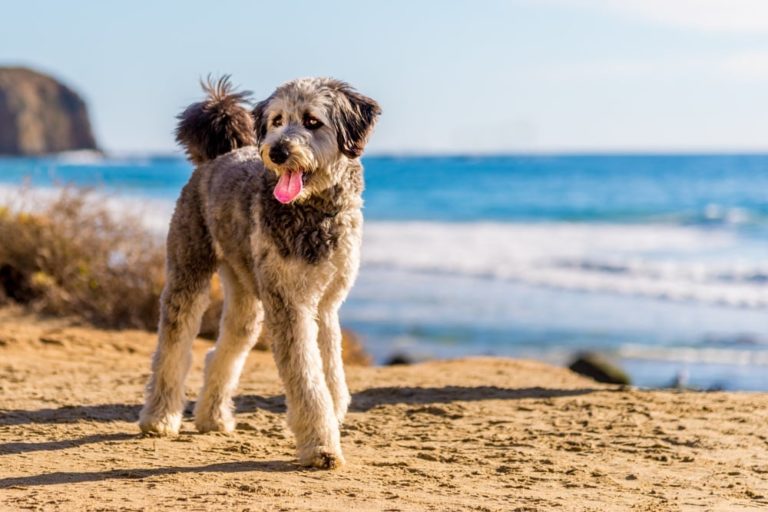 12 Australian Shepherd Mixed Breeds (With Info & Pictures) | Hepper Pet ...