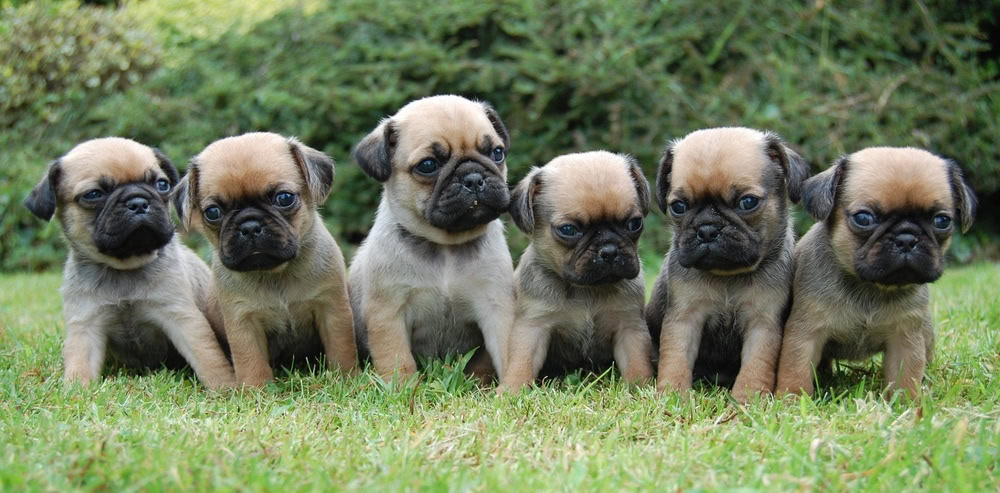 pugalier puppies