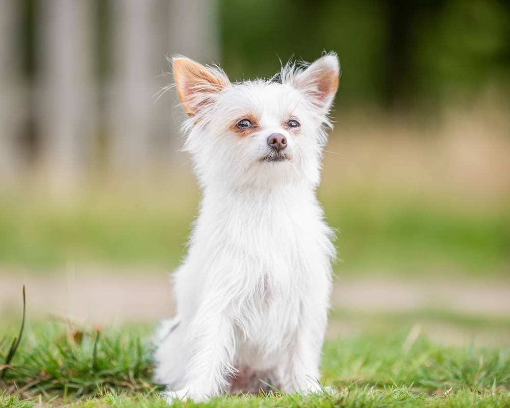 a white chorkie puppy