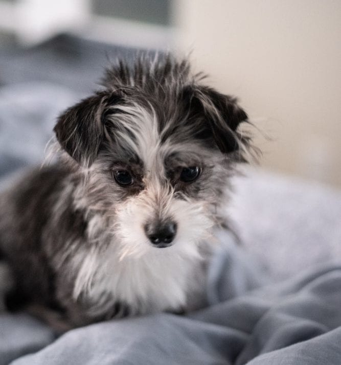Malchi (Maltese Chihuahua mix)
