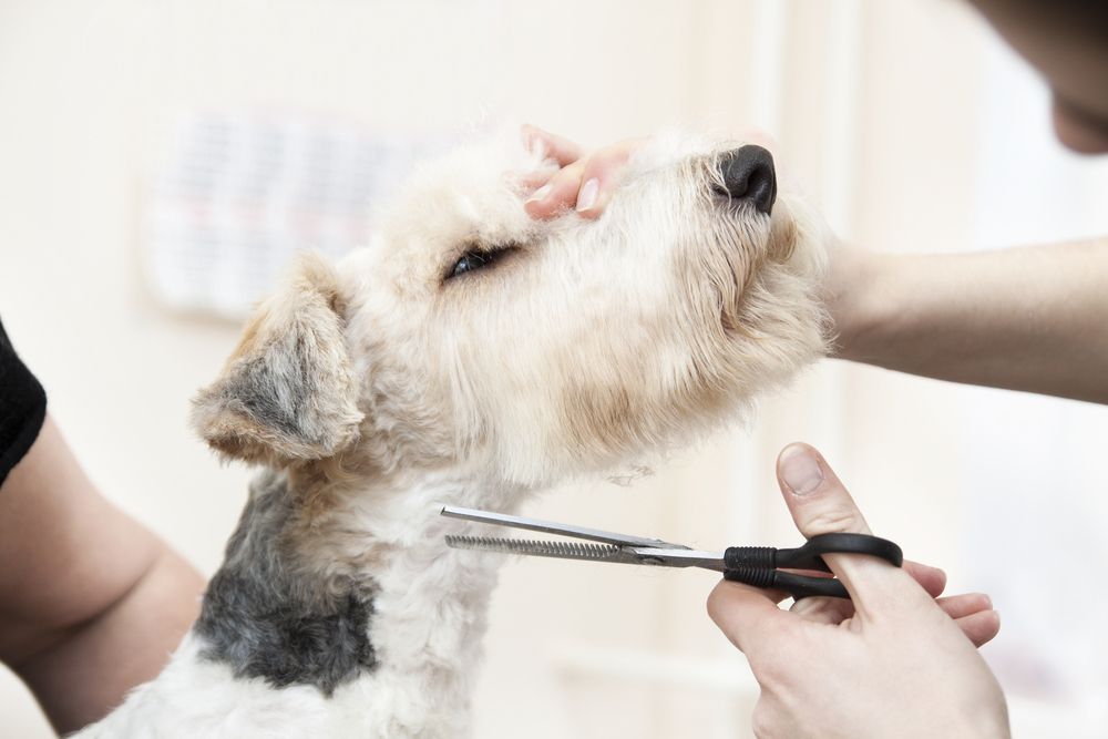 fox terrier getting haircut