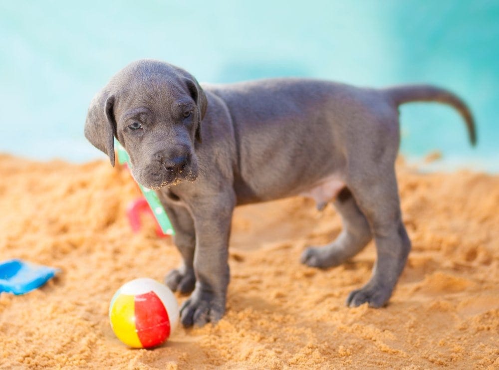 american bull dane puppy
