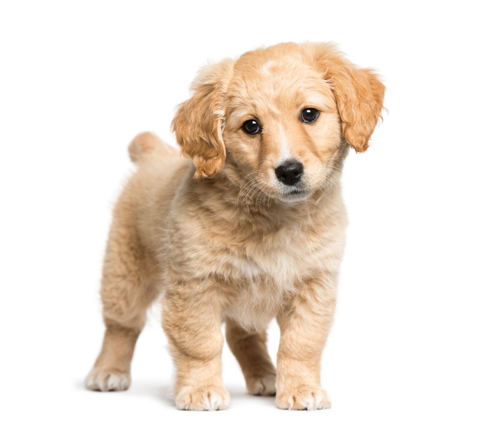 Golden Border Retriever puppy