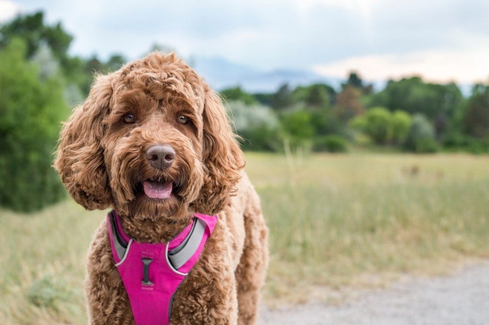 petite goldendoodle with harness