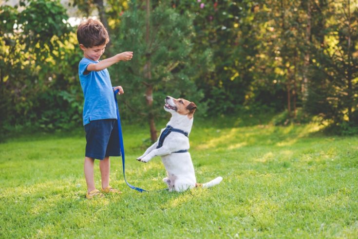 dog learning trick