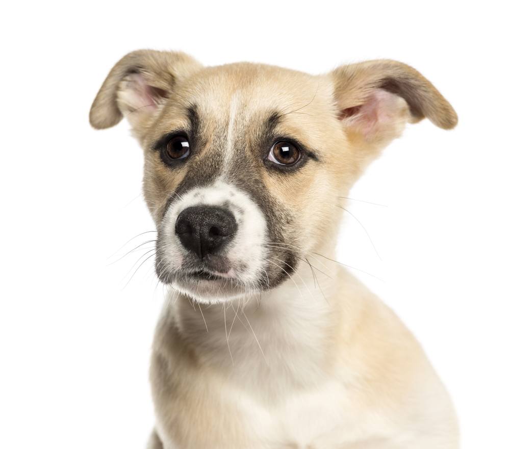 boxsky puppy