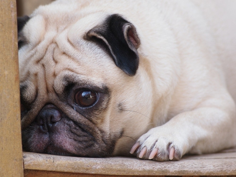 crying pug