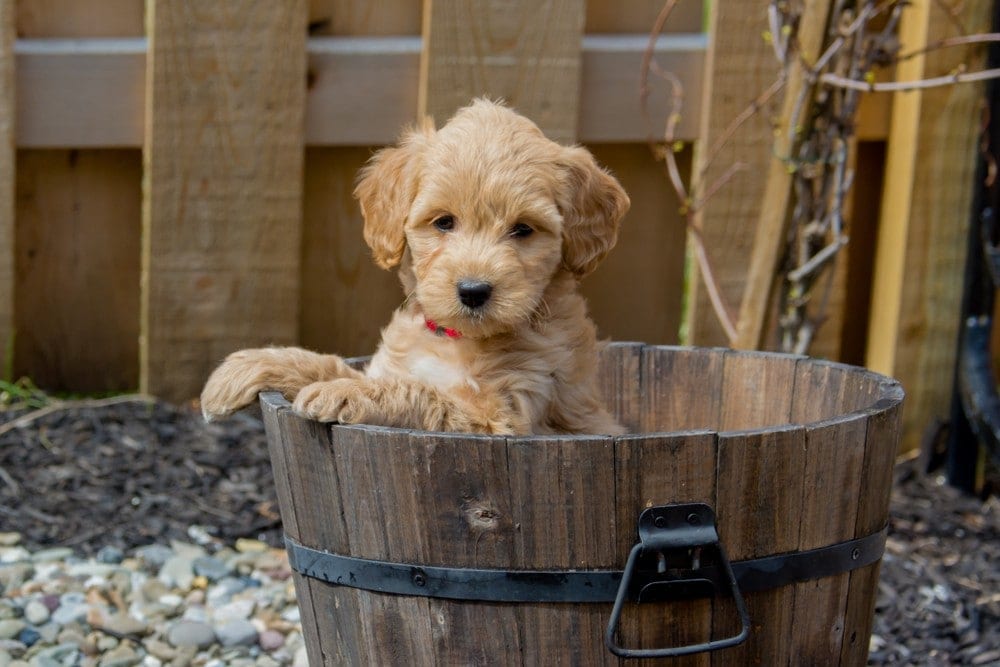 petite goldendoodle puppy